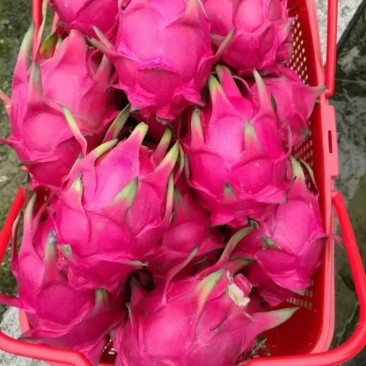 火龙果