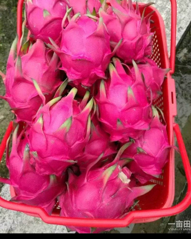火龙果