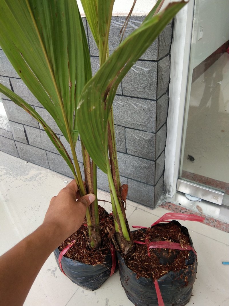 椰子苗大王椰子树苗观赏绿化青椰结果树适合盆栽地栽