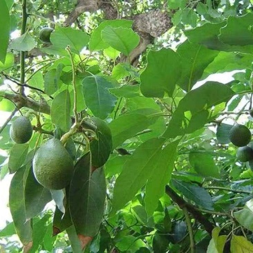 牛油果树苗嫁接苗南方北方种植当年结果鳄梨油梨哈斯桂垦桂研
