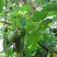 牛油果树苗嫁接苗南方北方种植当年结果鳄梨油梨哈斯桂垦桂研