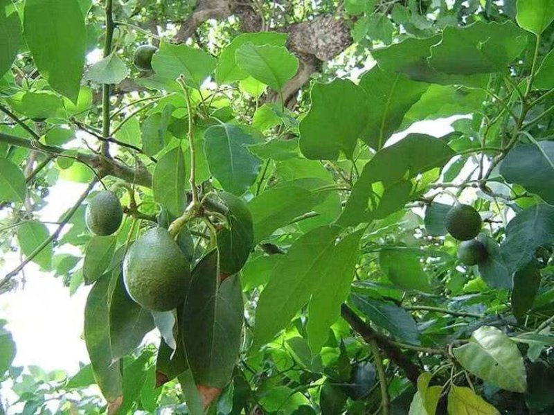 牛油果树苗嫁接苗南方北方种植当年结果鳄梨油梨哈斯桂垦桂研