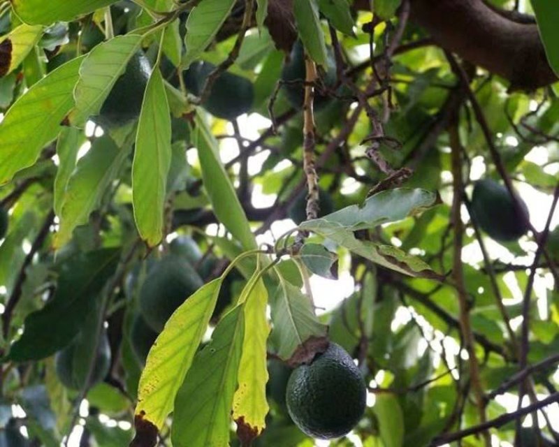 牛油果树苗嫁接苗南方北方种植当年结果鳄梨油梨哈斯桂垦桂研