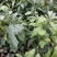 牛油果树苗嫁接苗南方北方种植当年结果鳄梨油梨哈斯桂垦桂研