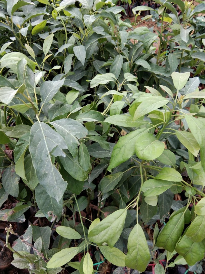 牛油果树苗嫁接苗南方北方种植当年结果鳄梨油梨哈斯桂垦桂研