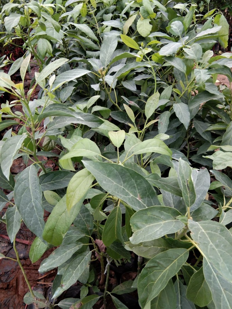 牛油果树苗嫁接苗南方北方种植当年结果鳄梨油梨哈斯桂垦桂研