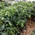 牛油果树苗嫁接苗南方北方种植当年结果鳄梨油梨哈斯桂垦桂研