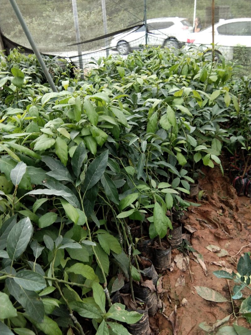 牛油果树苗嫁接苗南方北方种植当年结果鳄梨油梨哈斯桂垦桂研