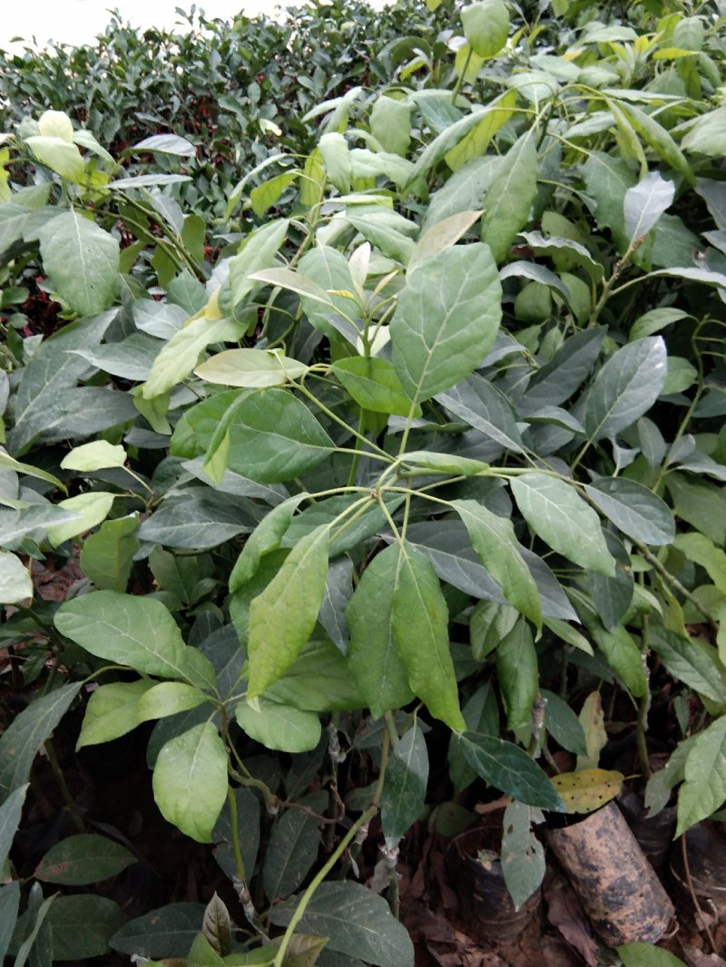 牛油果树苗嫁接苗南方北方种植当年结果鳄梨油梨哈斯桂垦桂研