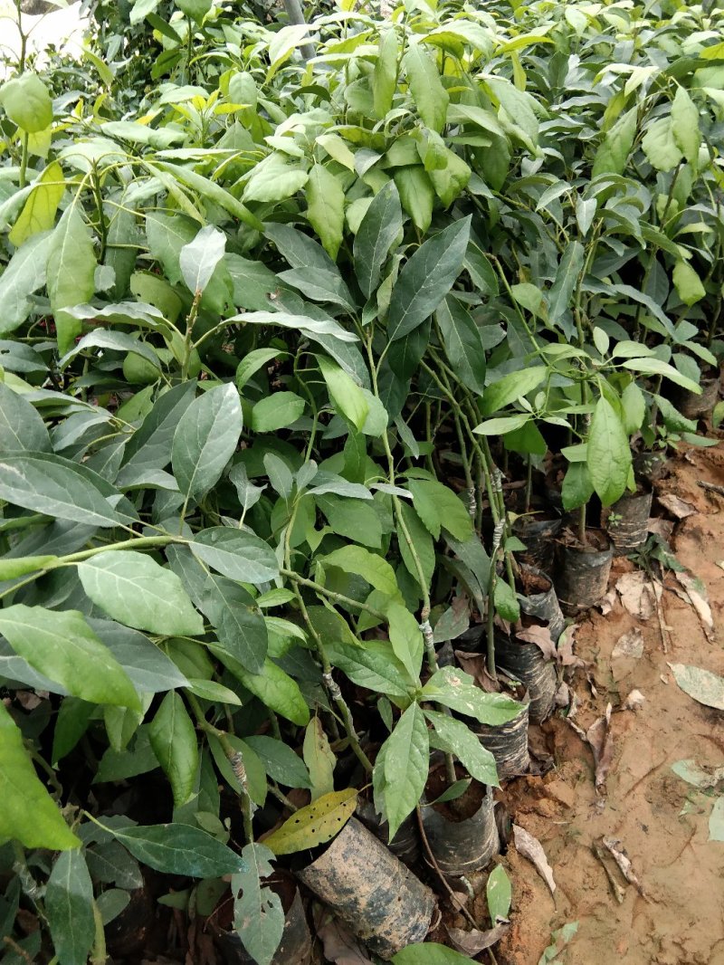牛油果树苗嫁接苗南方北方种植当年结果鳄梨油梨哈斯桂垦桂研