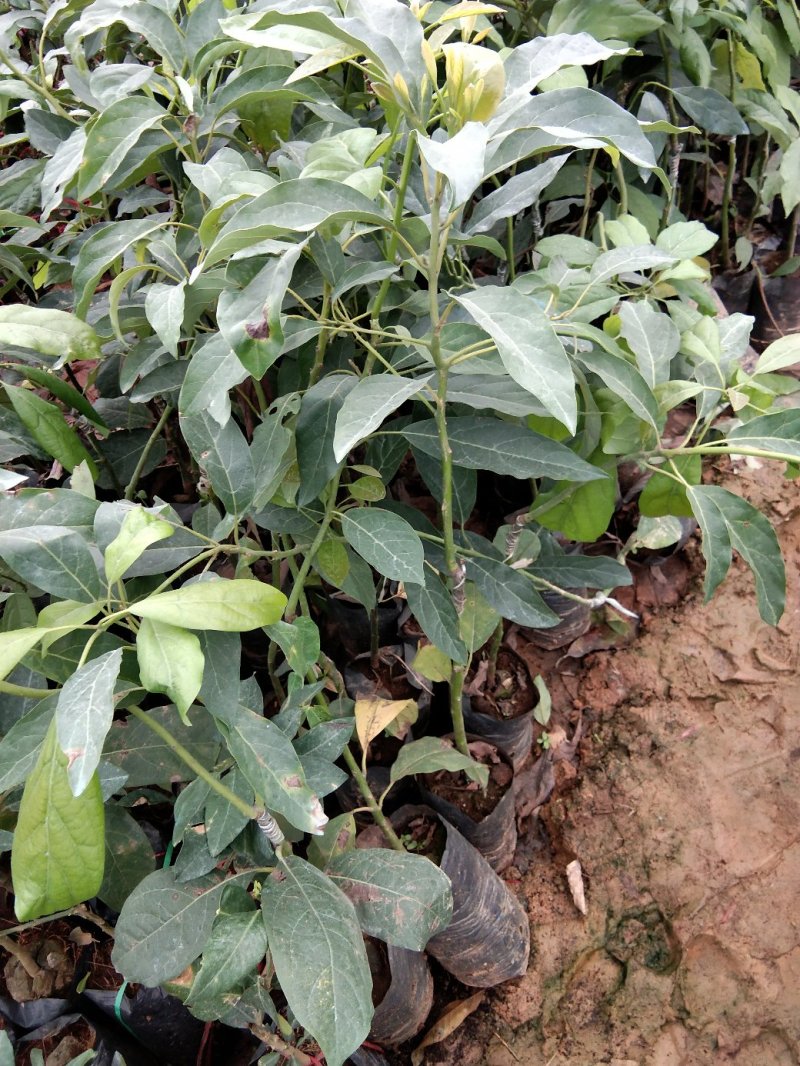 牛油果树苗嫁接苗南方北方种植当年结果鳄梨油梨哈斯桂垦桂研