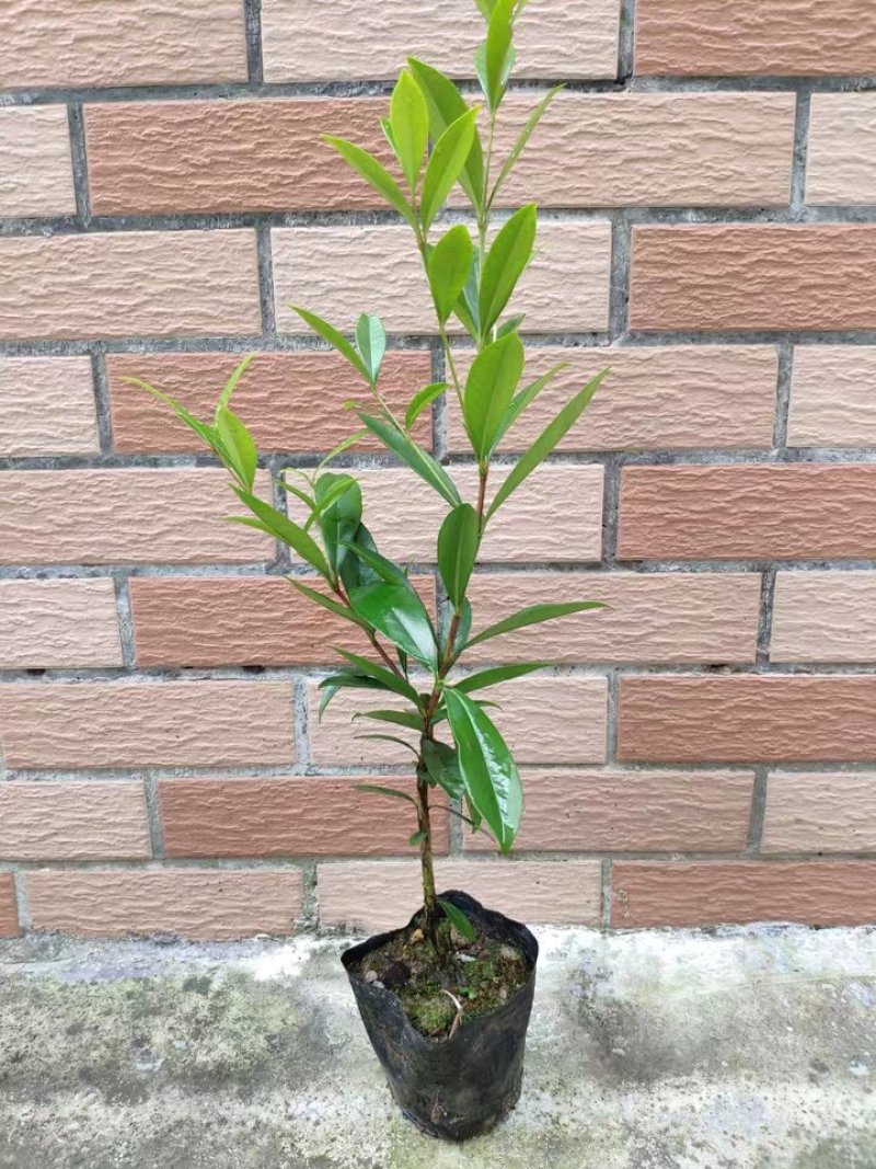 巴西樱桃树苗巴西甜樱桃果苗带土带叶发货可盆栽地栽南北方种