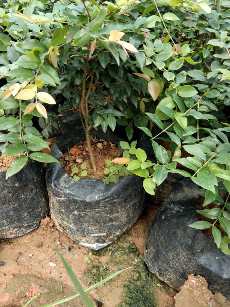 红心猕猴桃树苗南方北方种植红心奇异果果树苗盆栽地栽