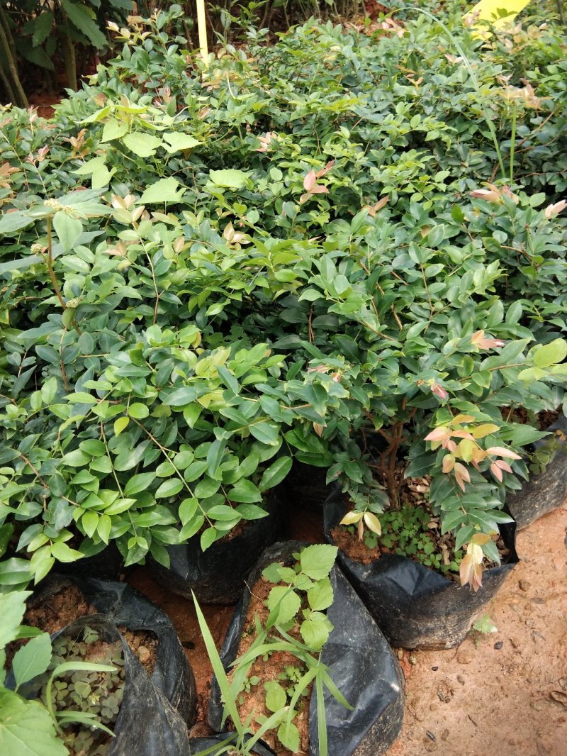 红心猕猴桃树苗南方北方种植红心奇异果果树苗盆栽地栽