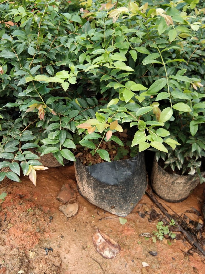 红心猕猴桃树苗南方北方种植红心奇异果果树苗盆栽地栽