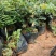 红心猕猴桃树苗南方北方种植红心奇异果果树苗盆栽地栽