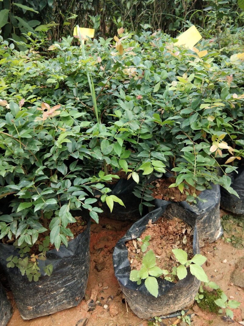 红心猕猴桃树苗南方北方种植红心奇异果果树苗盆栽地栽
