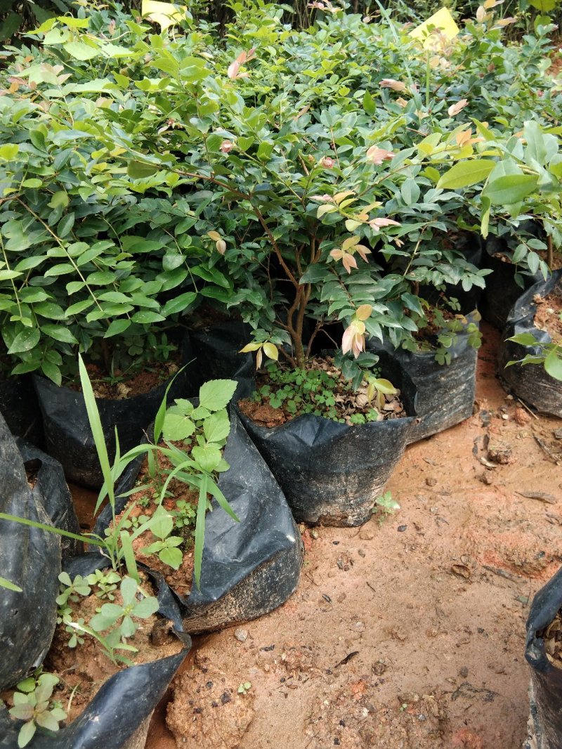 红心猕猴桃树苗南方北方种植红心奇异果果树苗盆栽地栽