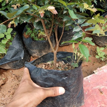 红心猕猴桃树苗南方北方种植红心奇异果果树苗盆栽地栽
