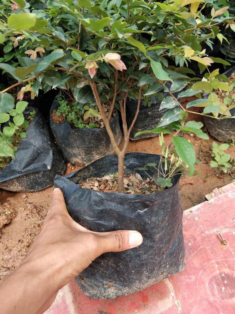 红心猕猴桃树苗南方北方种植红心奇异果果树苗盆栽地栽