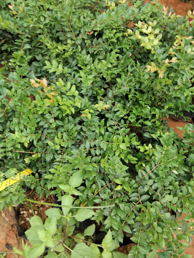 红心猕猴桃树苗南方北方种植红心奇异果果树苗盆栽地栽