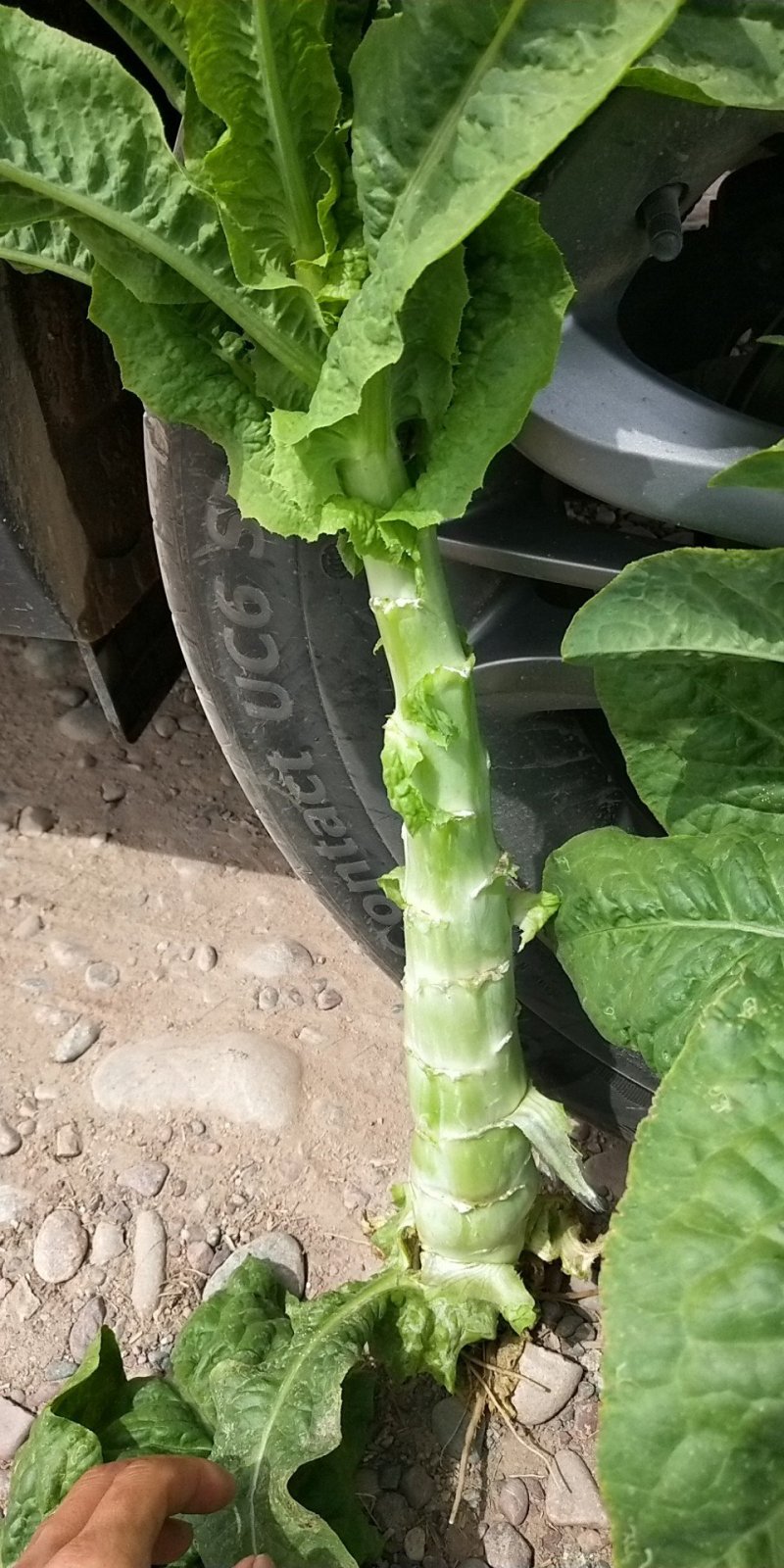 翠竹三清
