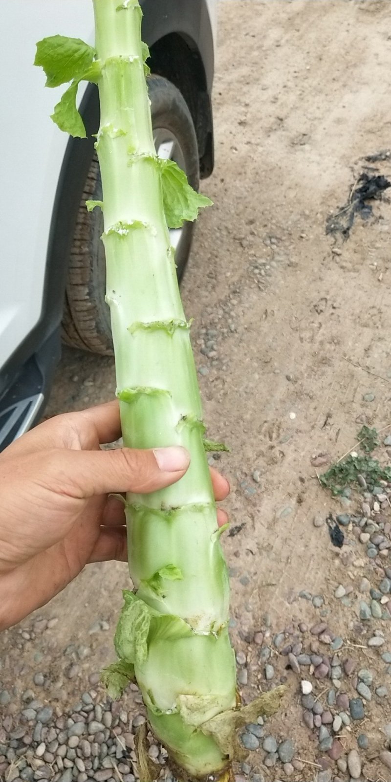 翠竹三清