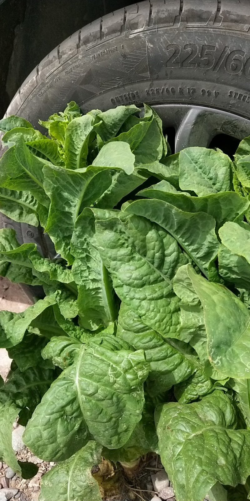 翠竹三清