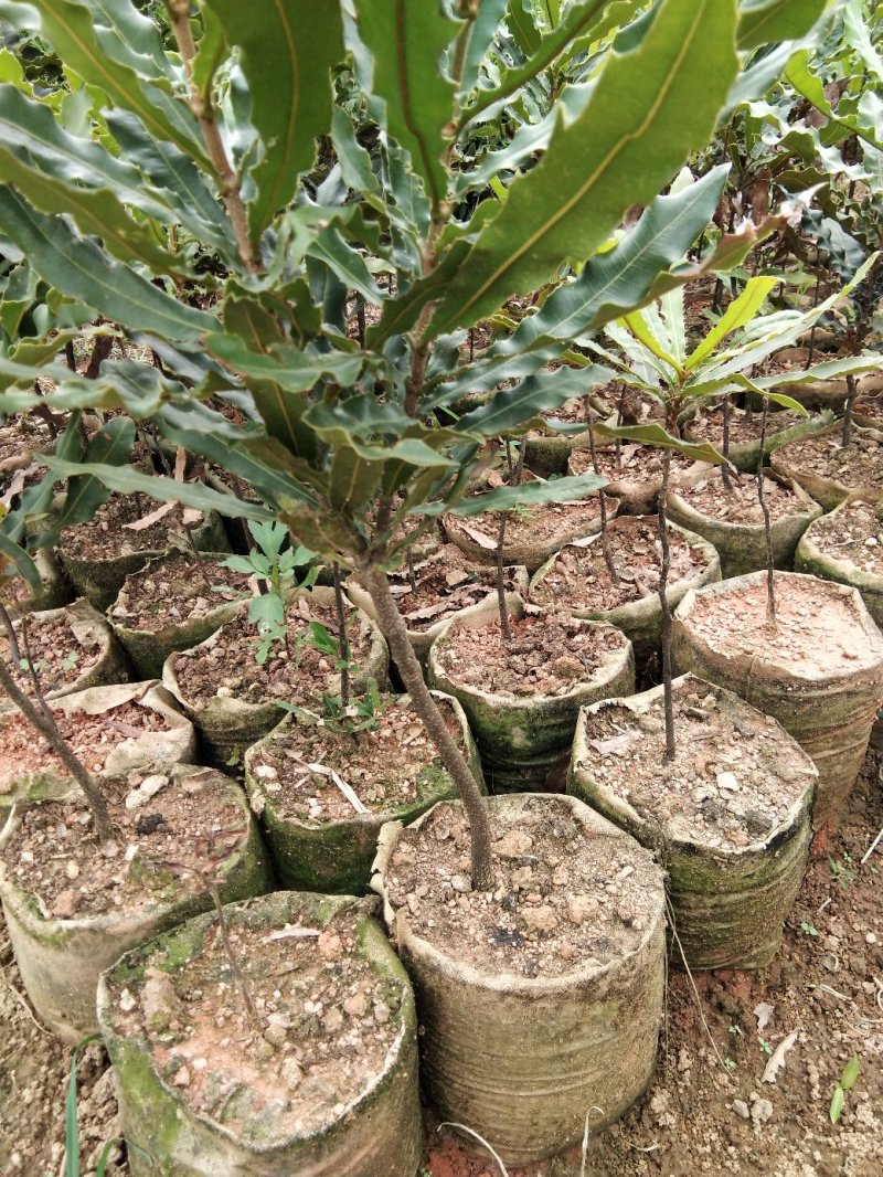 广西嫁接杨梅树苗耐寒四季南方北方种植果苗包活杨梅树苗