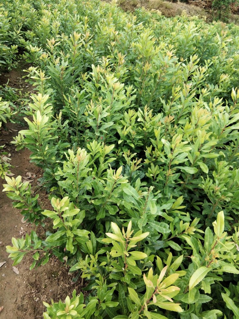 广西嫁接杨梅树苗耐寒四季南方北方种植果苗包活杨梅树苗