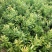广西嫁接杨梅树苗耐寒四季南方北方种植果苗包活杨梅树苗