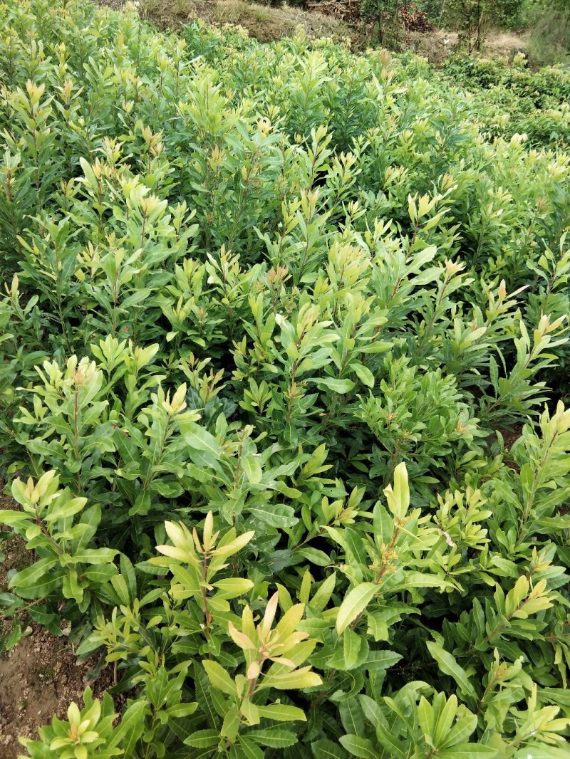 广西嫁接杨梅树苗耐寒四季南方北方种植果苗包活杨梅树苗