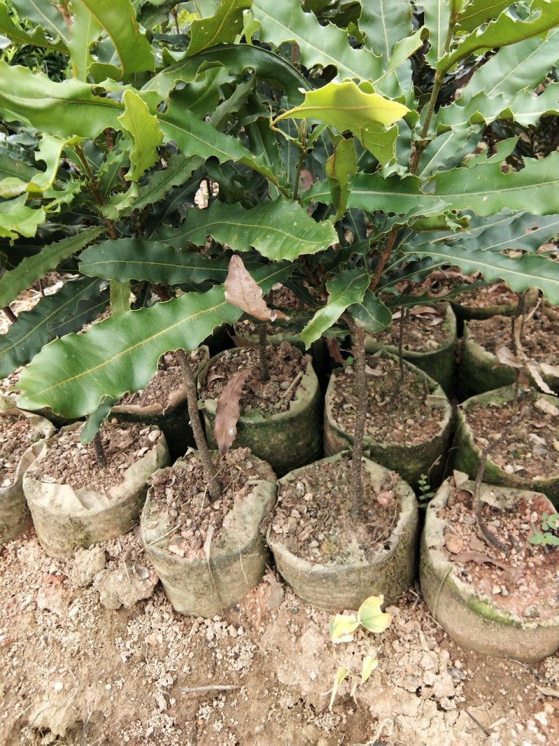 广西嫁接杨梅树苗耐寒四季南方北方种植果苗包活杨梅树苗