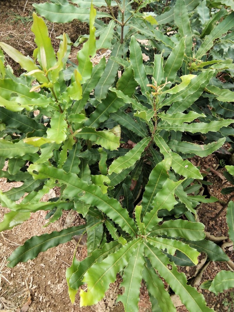 广西嫁接杨梅树苗耐寒四季南方北方种植果苗包活杨梅树苗