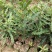 广西嫁接杨梅树苗耐寒四季南方北方种植果苗包活杨梅树苗