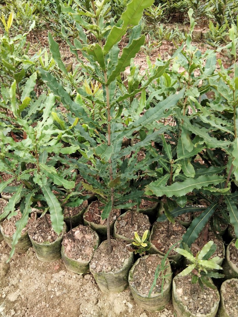 广西嫁接杨梅树苗耐寒四季南方北方种植果苗包活杨梅树苗