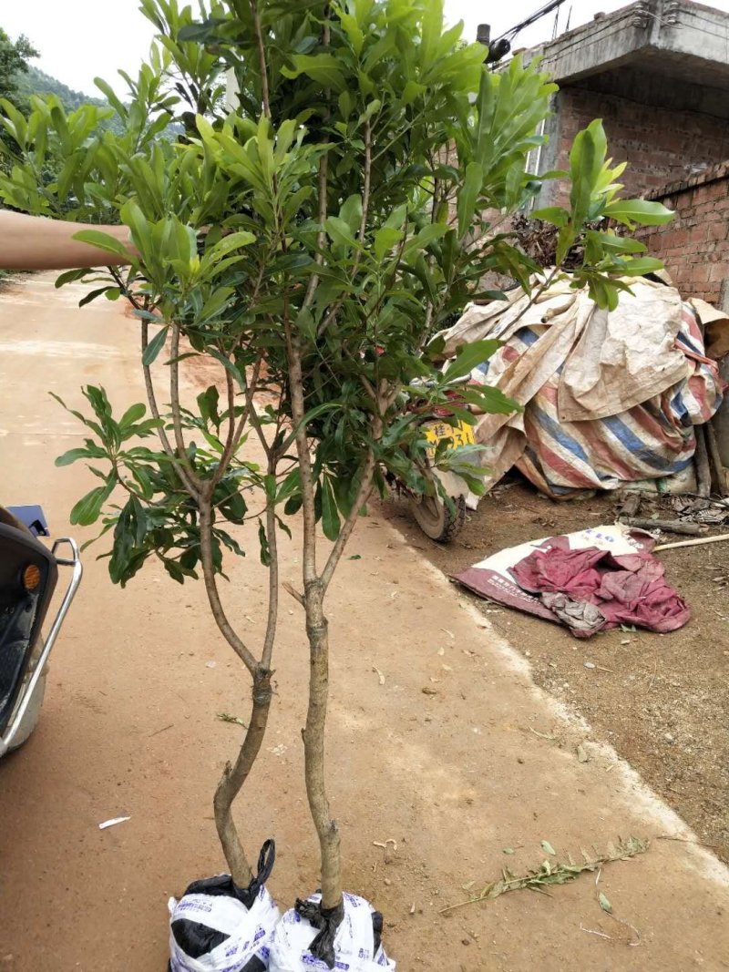 广西嫁接杨梅树苗耐寒四季南方北方种植果苗包活杨梅树苗