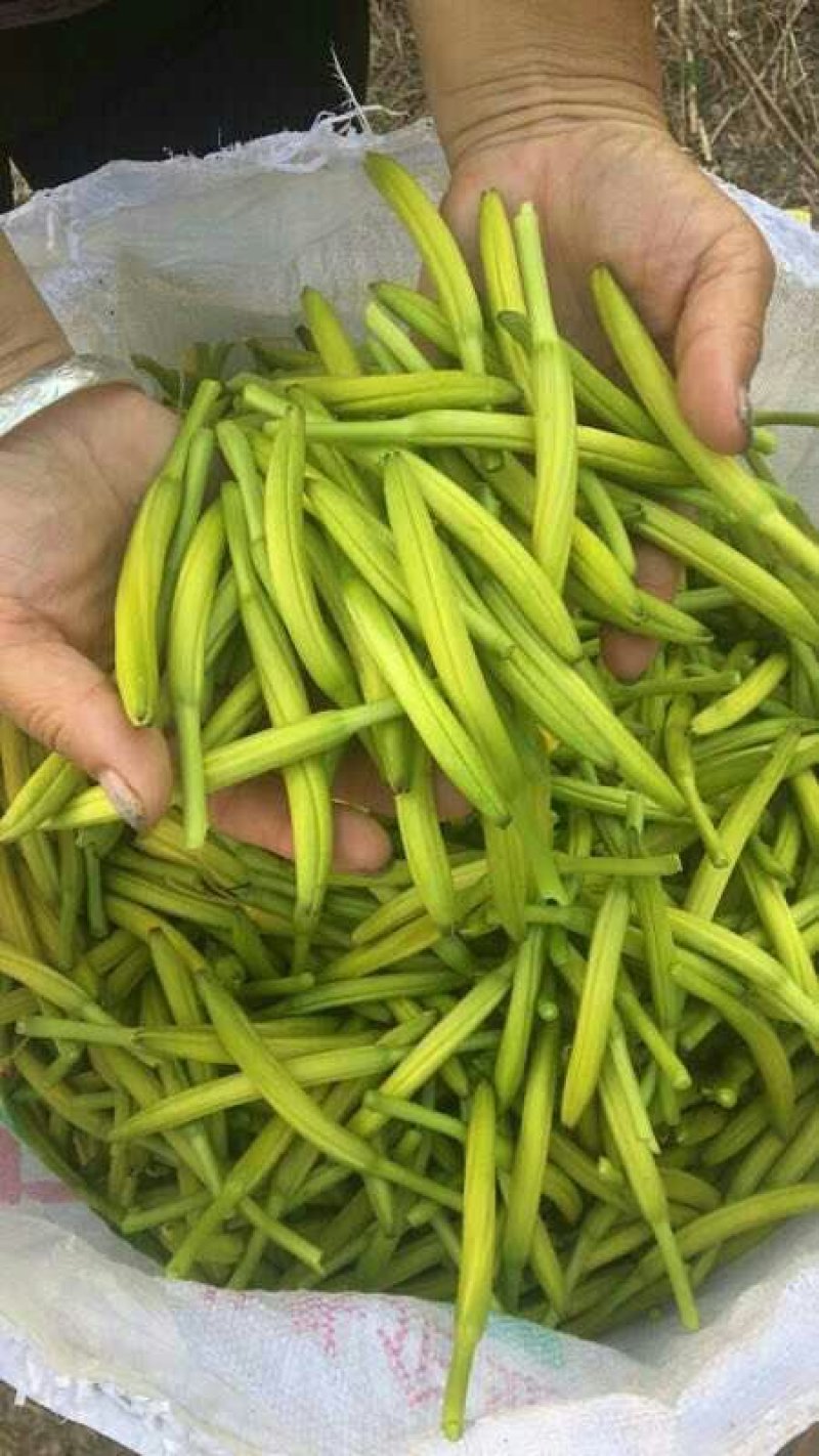 黄花菜金针菜