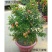 带土发货石榴办公室内盆栽果树花卉盆景植物庭院阳台花草树苗