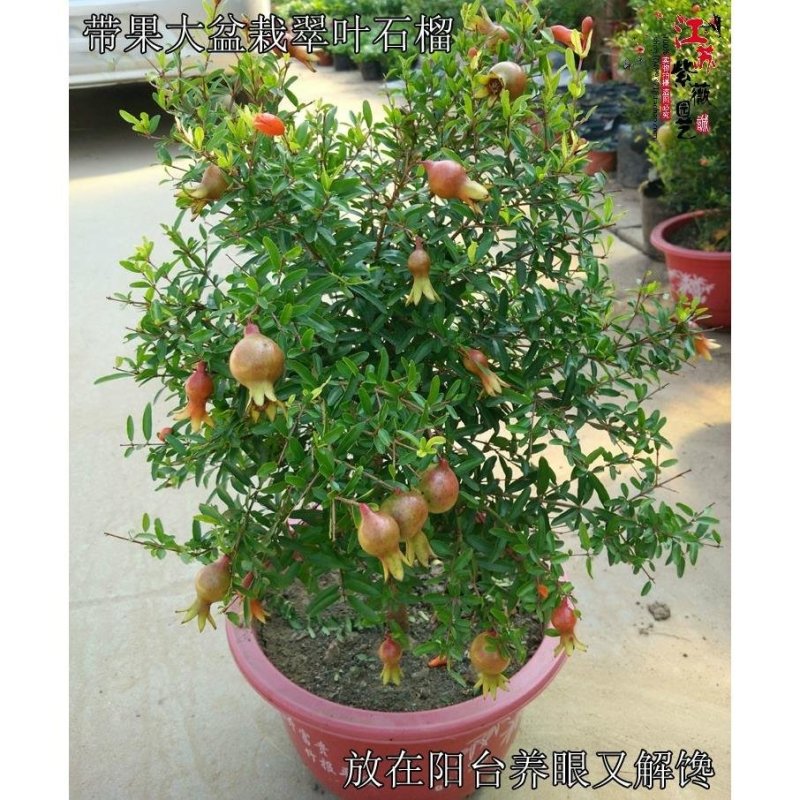 带土发货石榴办公室内盆栽果树花卉盆景植物庭院阳台花草树苗