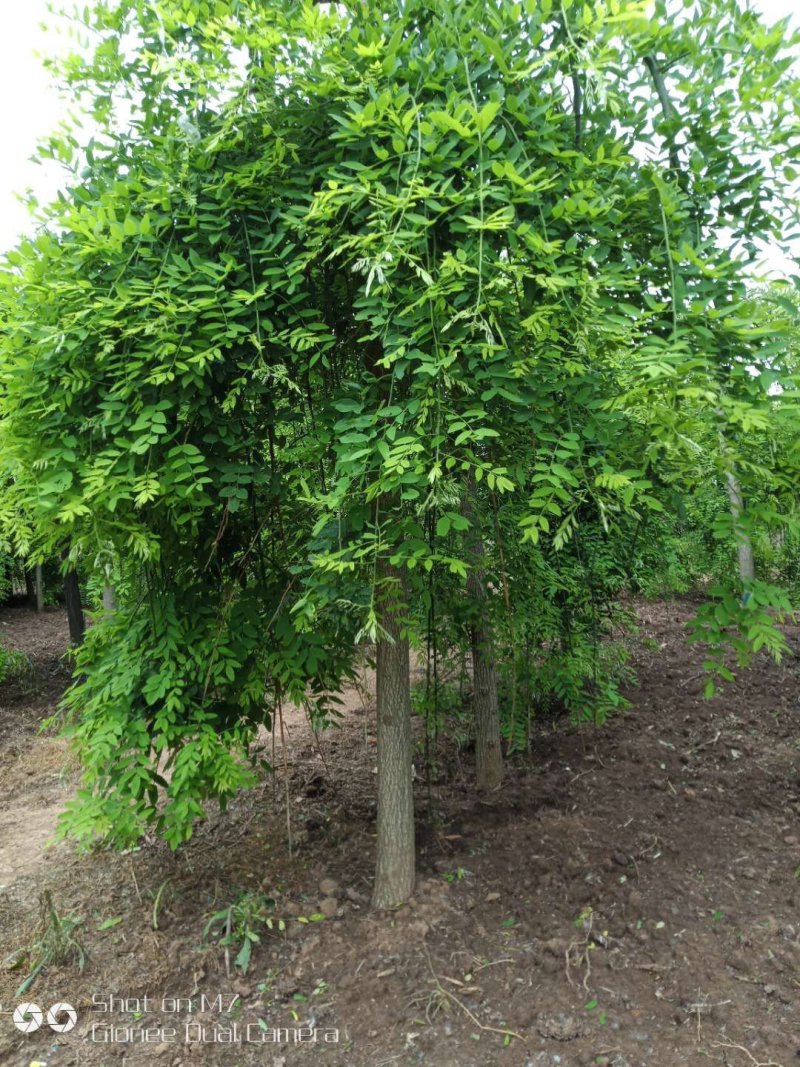 龙爪槐