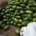 青茄5两以上