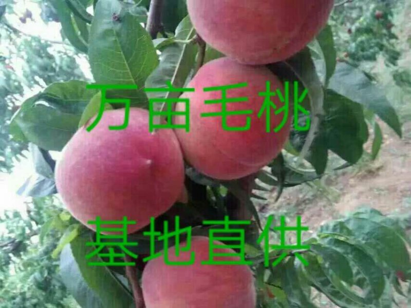 映霜红毛桃
