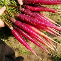 紫胡萝卜种植带头人，老品种紫胡萝卜