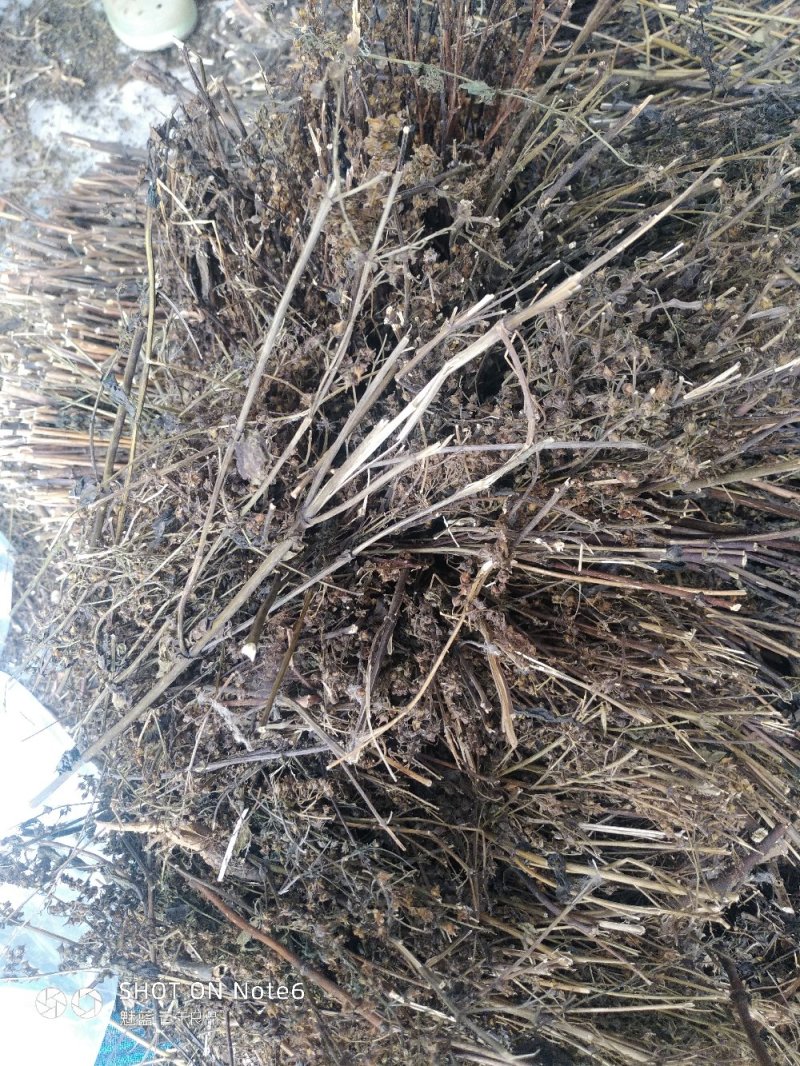 藏茵陈
