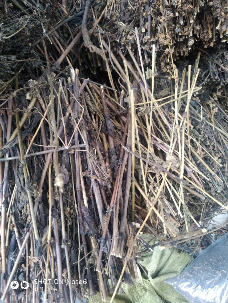 藏茵陈