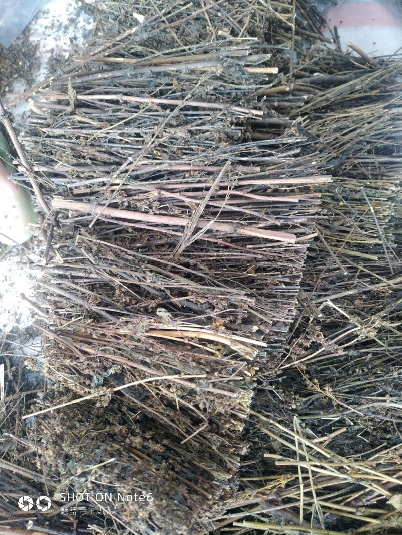 藏茵陈