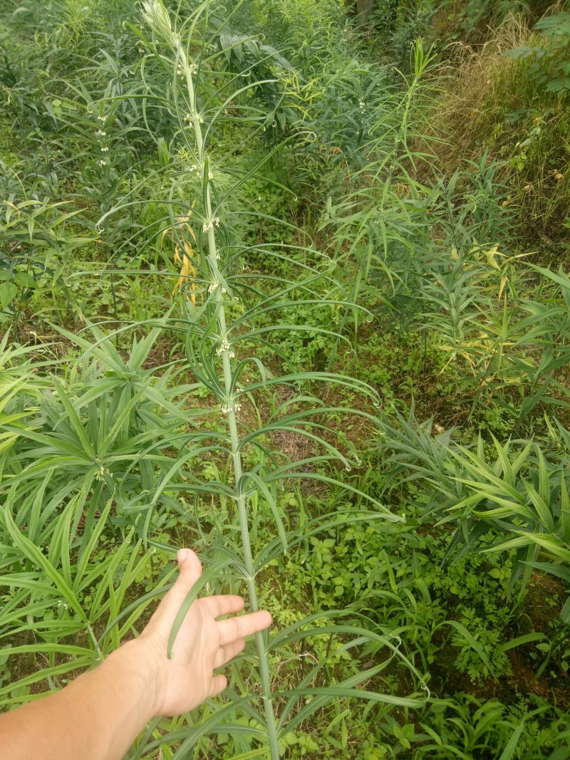 种苗