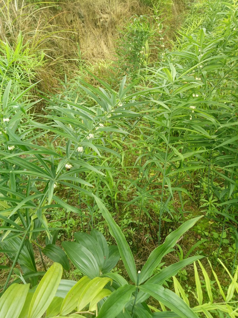 种苗