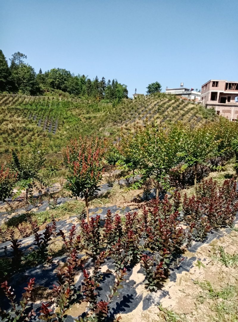 紫薇